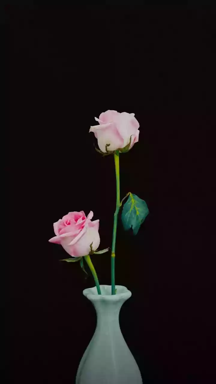 Saiba quanto custou o buquê de'rosas eternas'de Virginia Fonseca