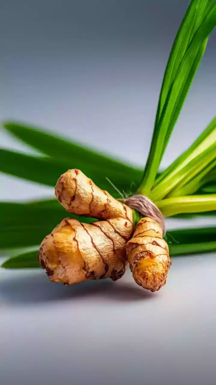 How to grow galangal at home