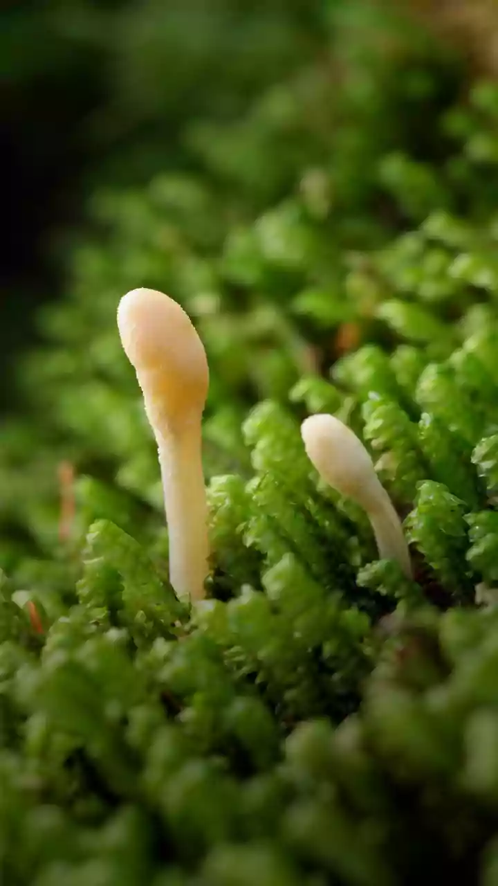 Monsoon Foot Problems: How Dampness Can Create A Better Environment For Fungi