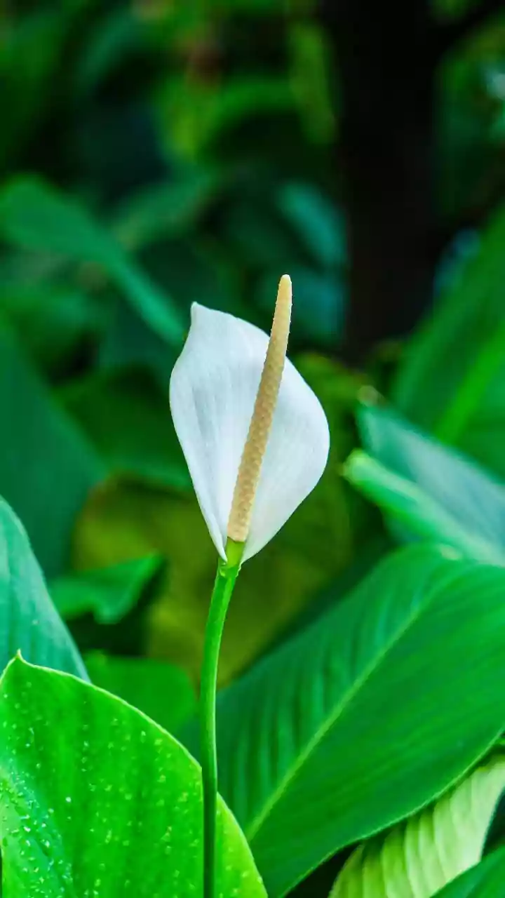 Set Up Air-Purifying Peace Lilies To Combat Monsoon Room Dampness