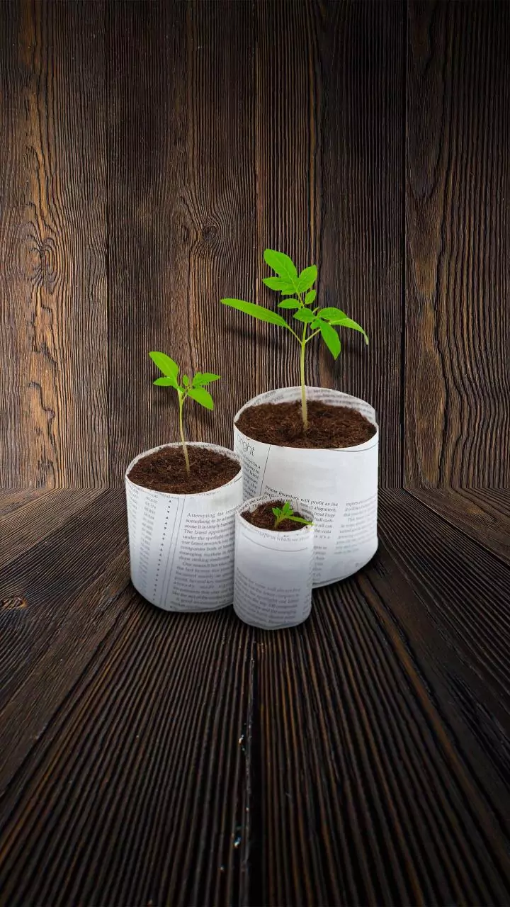 Sustainable Gardening Starts at Home: How Plantify Garden Encourages Eco-Friendly Plant Care