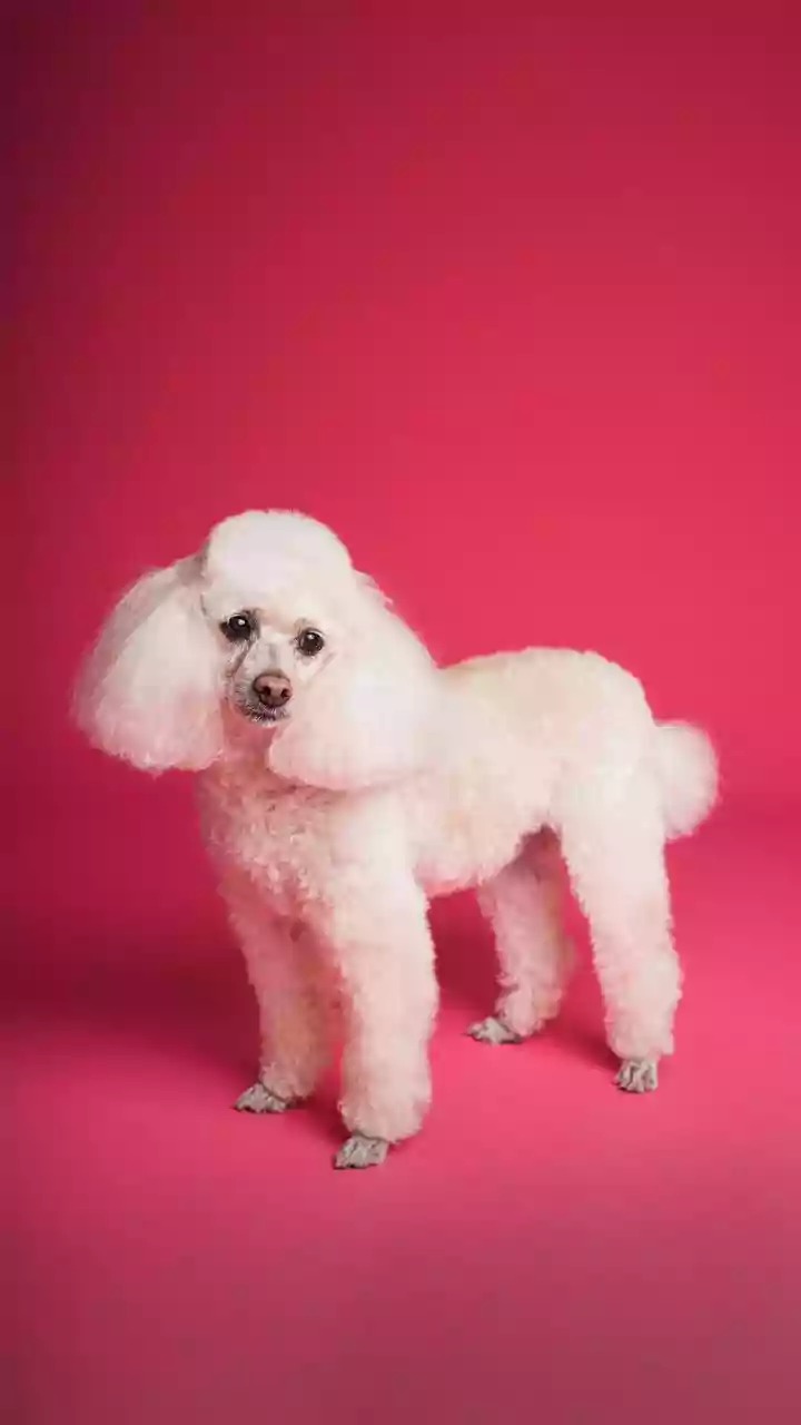 Pet Grooming Is Now More Than A Bath
