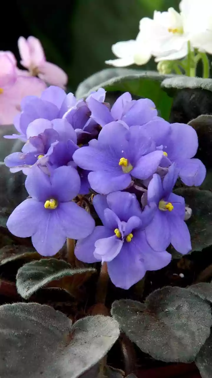 African Jasmine Plant Uses: African Jasmine's Sweet Floral Scent