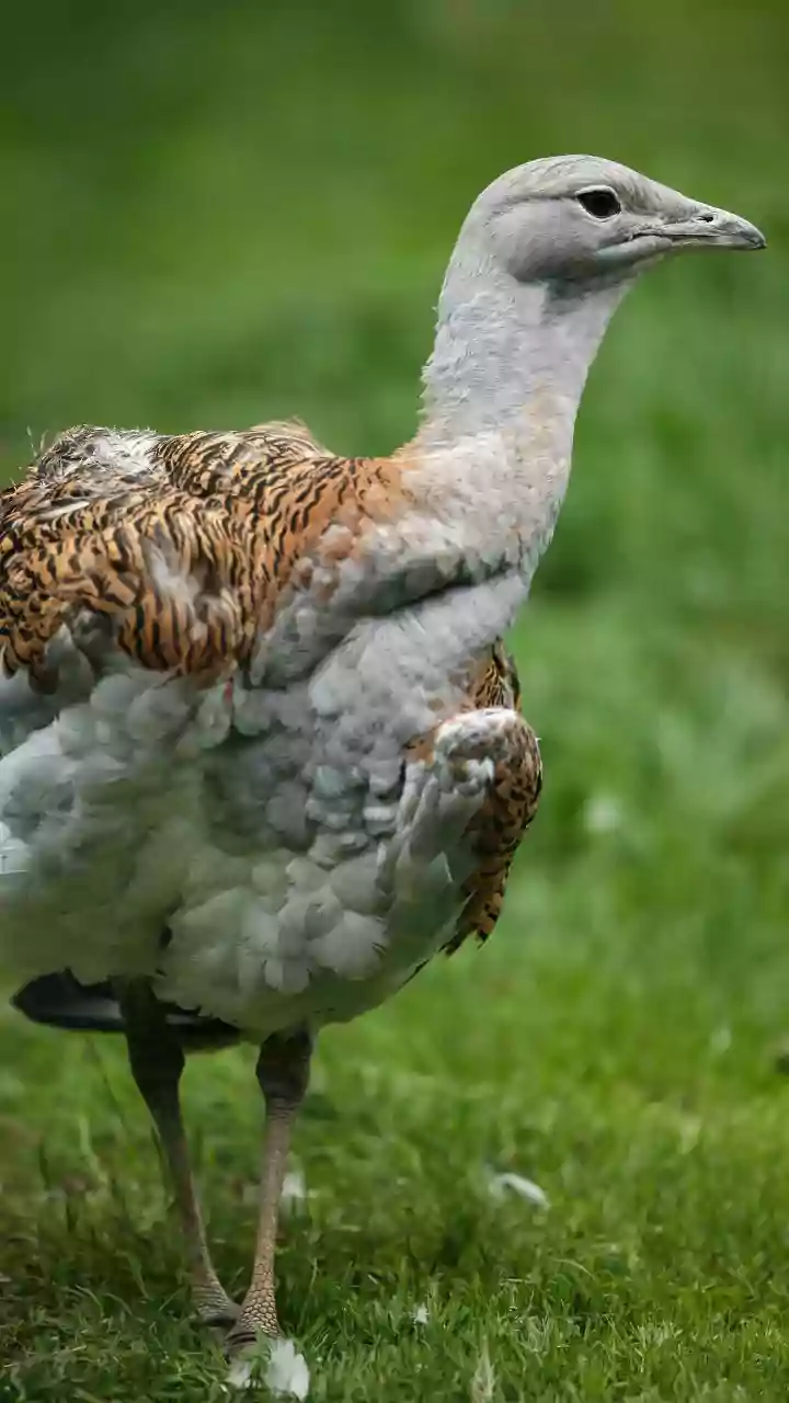 Indian Researchers Use AI-Based Model To Decode How Deadly H5N1 Bird Flu Can Spill Over From Birds To Humans