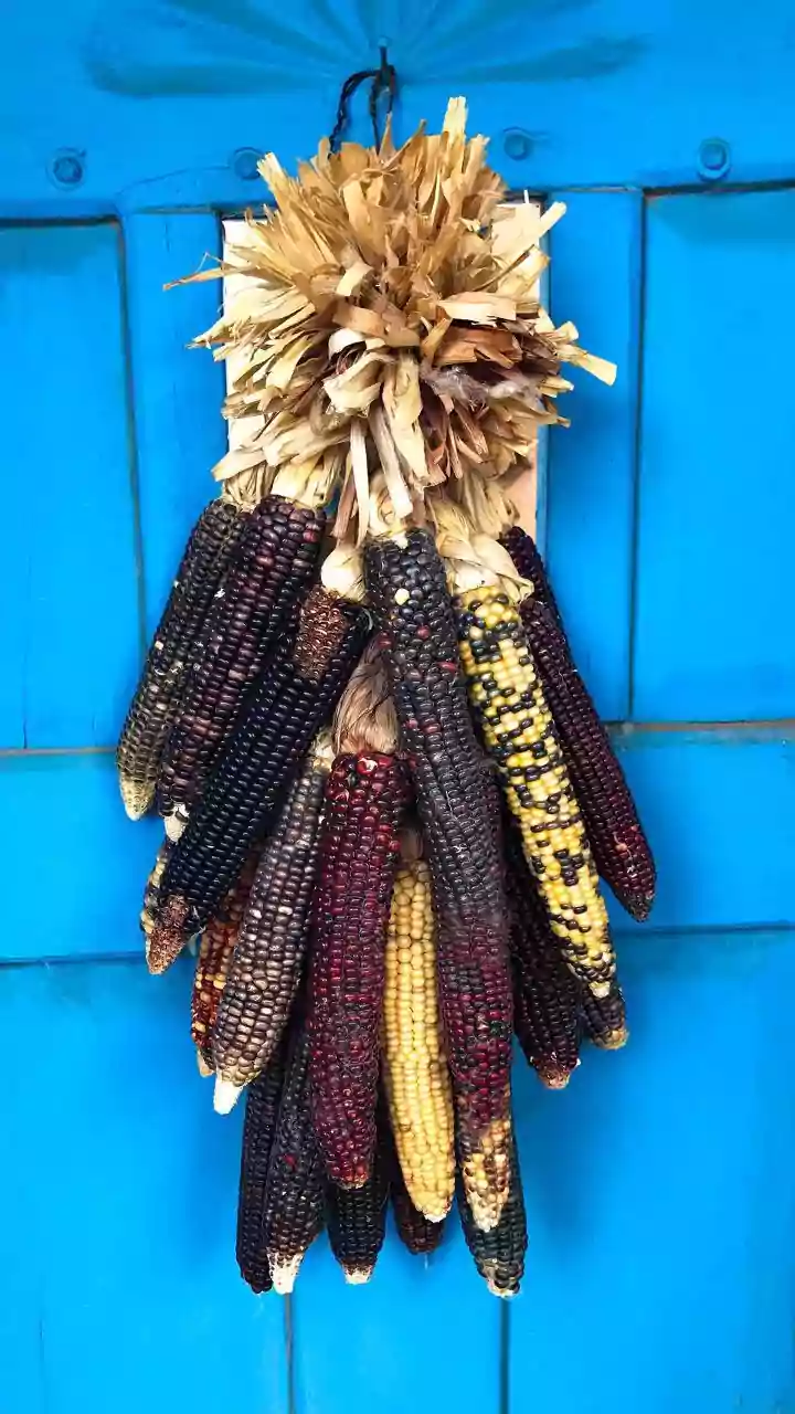 Taste of Rural Mexico: Delicious Sweet Corn Street Snacks to Savor