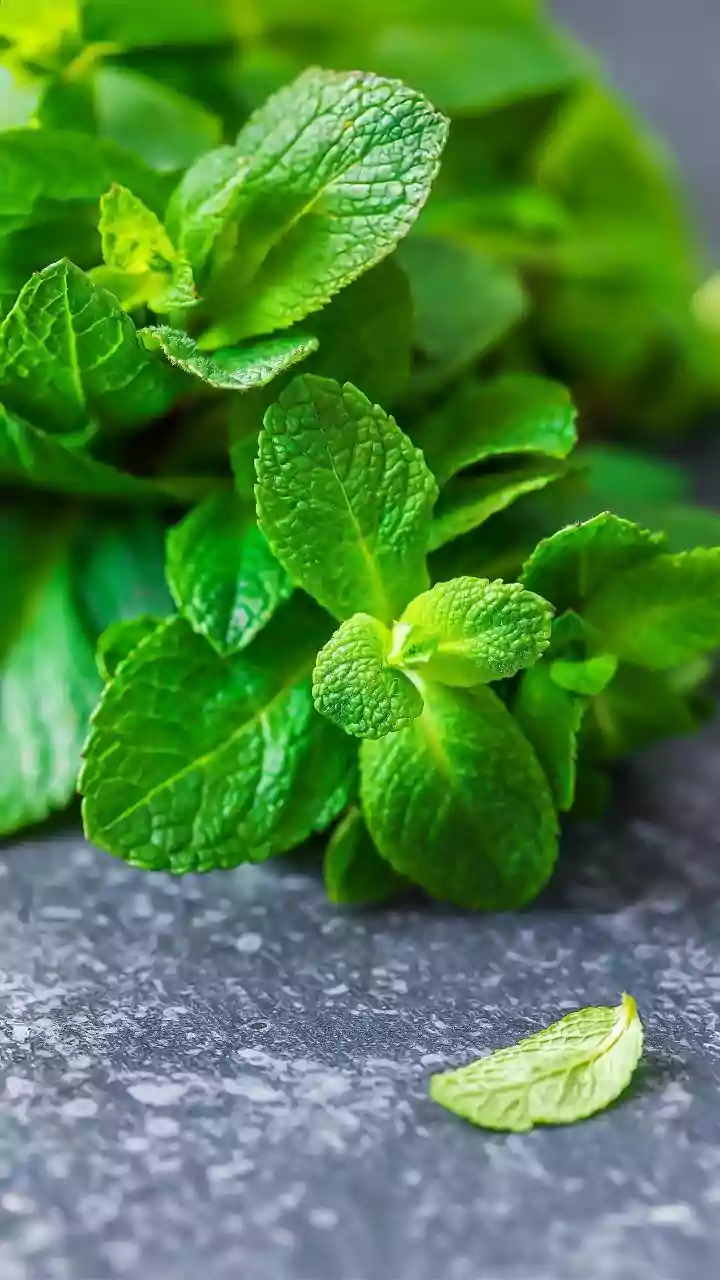 Why Tulsi Mint And Coriander Grow Exceptionally Well In Shallow Windowsill Containers During Winter Months