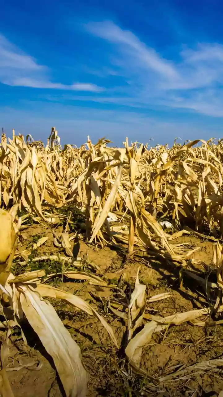 Record-breaking heatwaves disrupt global food supply chains in 2026