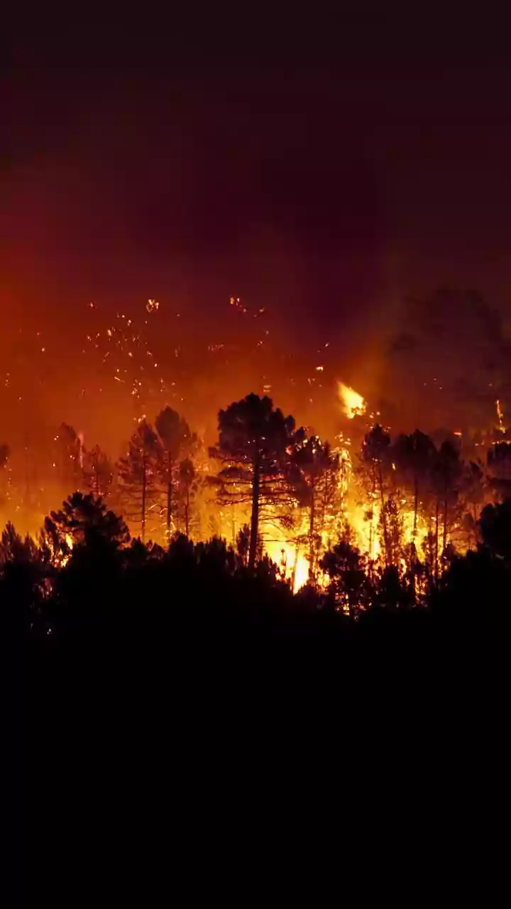 Himachal Ablaze: Major Forest Fire Erupts In Solan District; Flames Spread Rapidly Across Hilly Terrain | Video
