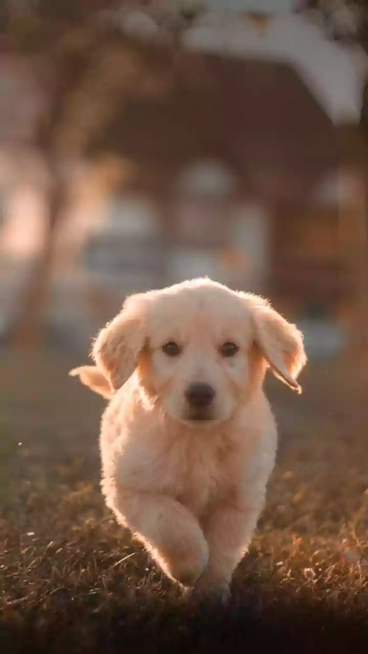 Dog Paw Cleaning: Works Better With Pet-Safe Wipes Than Harsh Household Cleaners For Without Using Strong Fragrances