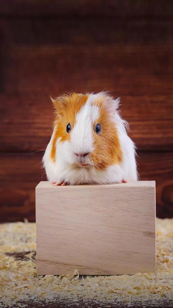 Sunlight beams turn living rooms into pet sun zones