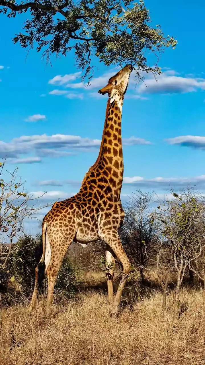 Unveiling 9 Giraffe Facts: Amazing Secrets of the Tallest