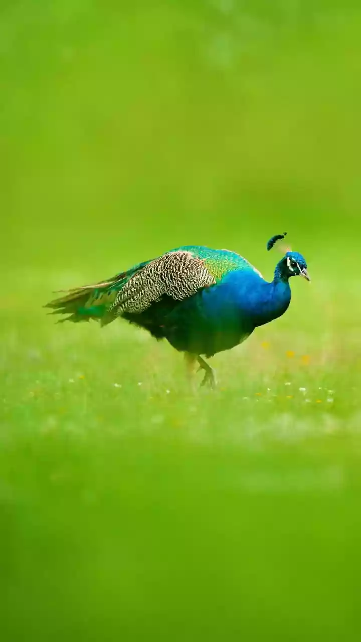 Monsoon Brings Rare Birds And Animals Into The Open