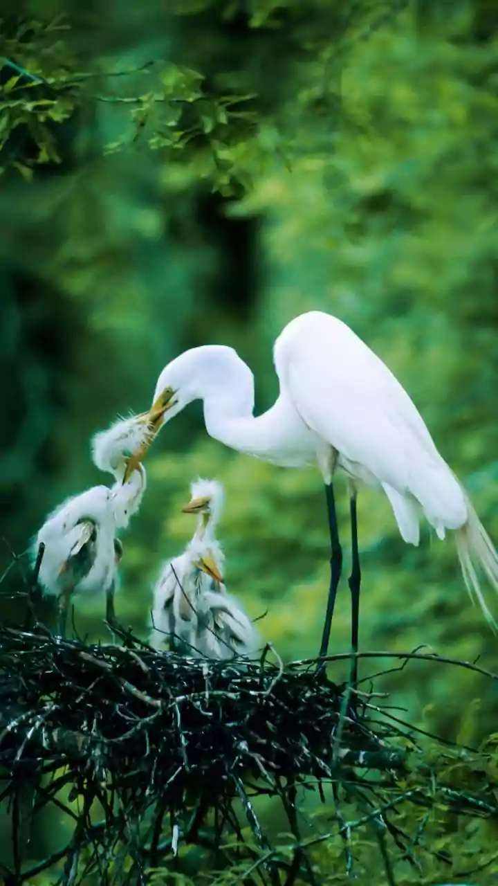 Guidelines for Coexisting with Nesting Wildlife Near Homes