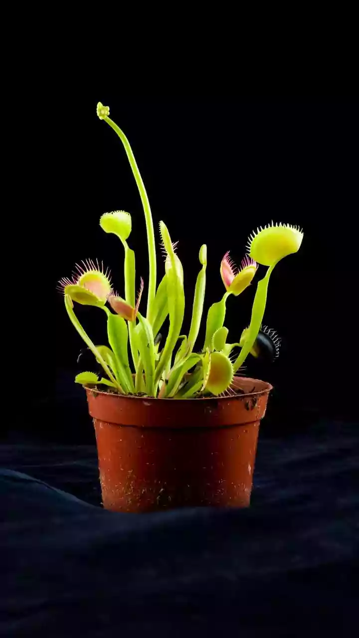 Nature's Hunters: 7 Remarkable Carnivorous Plants That Devour Insects