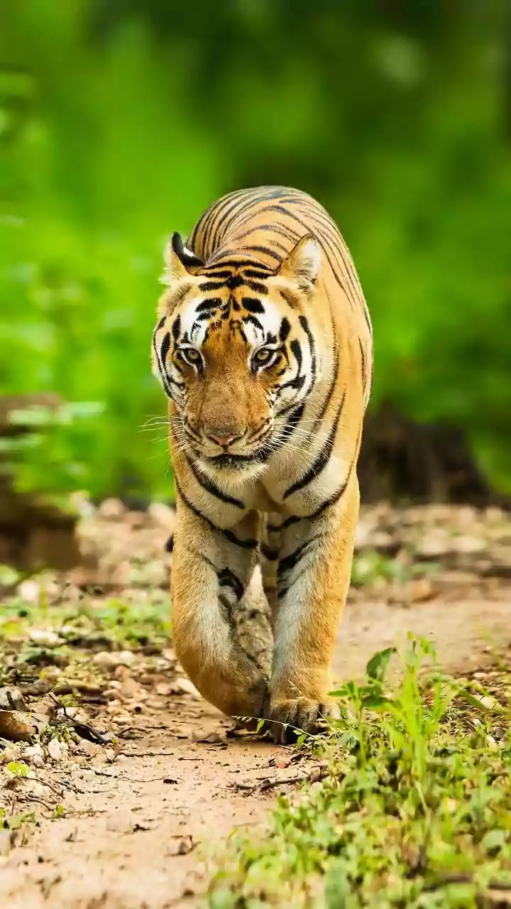 5 Prime Tiger Sightings: North Indian Parks Await