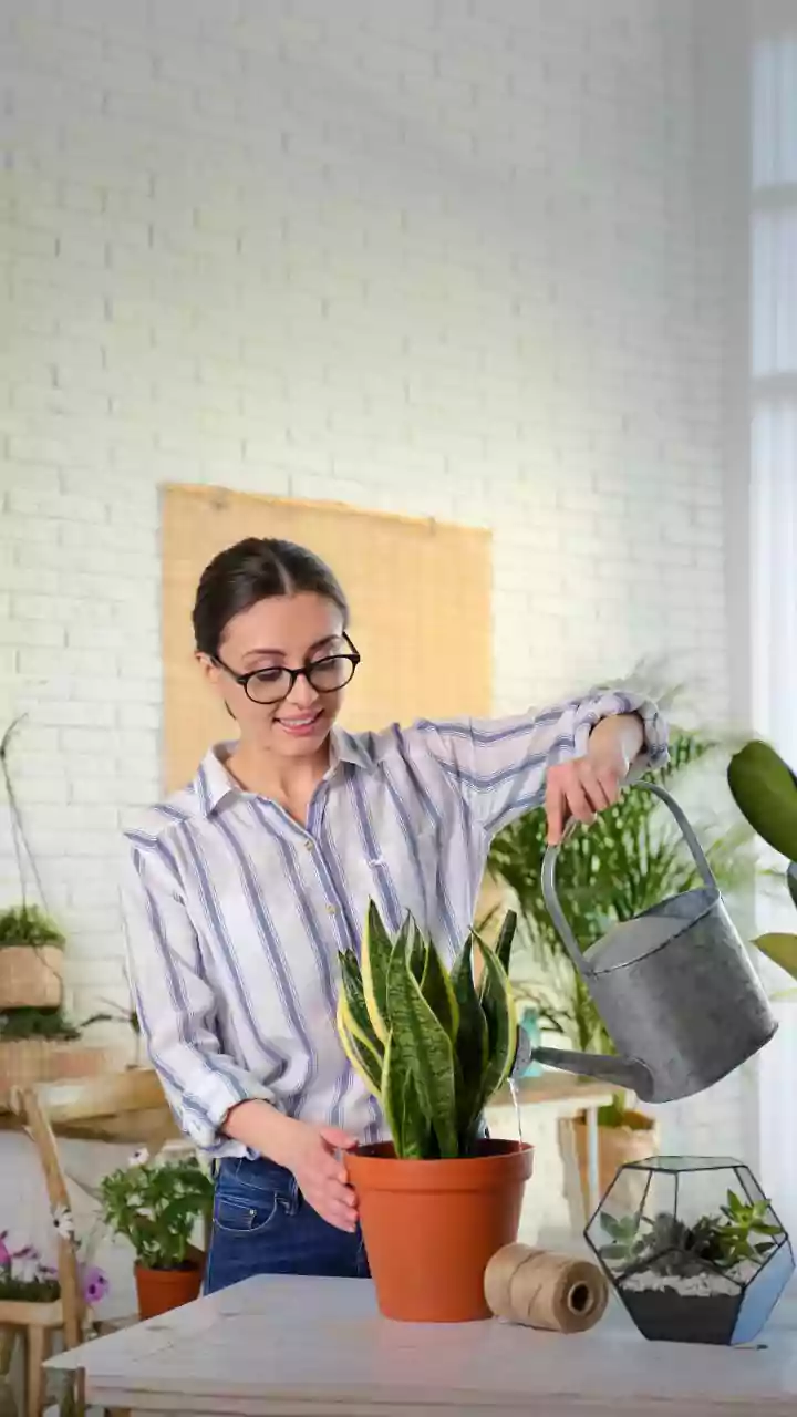 Snake Plants And Pothos 101 Low Care Air Purifying Plants For Student Bedrooms
