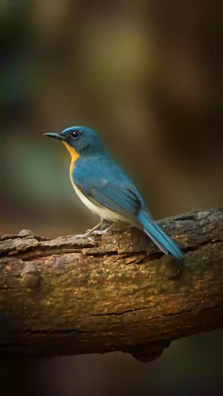 Migratory Bird Declines Reflect Pressures at Every Stage of Their Journey