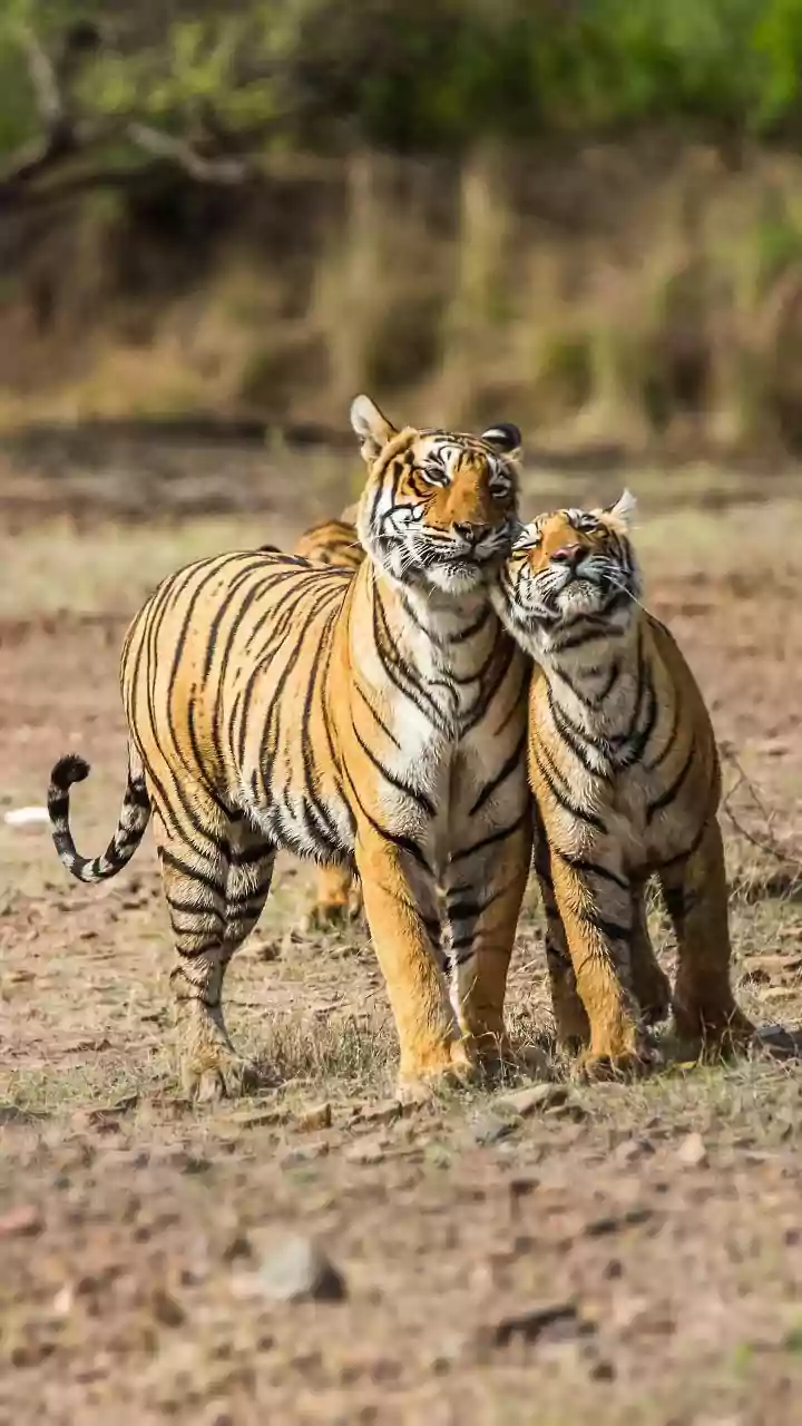 5 Prime Safari Gates: Your Best Shots for Tiger Sightings!