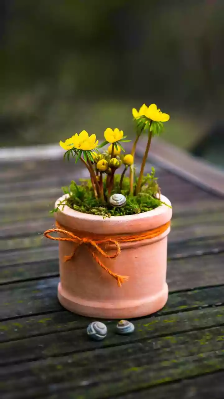 A Shell Planter Should Be Easy to Water without Spilling