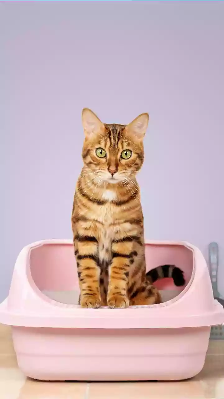 A Litter Setup Needs Privacy, Cleanliness and Easy Access