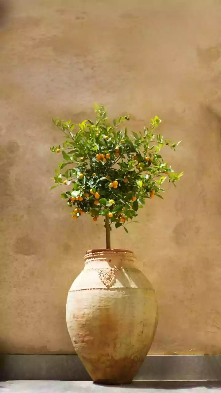 Bountiful Blooms in Small Spaces: 9 Fruit Trees for Your Compact Garden or Patio