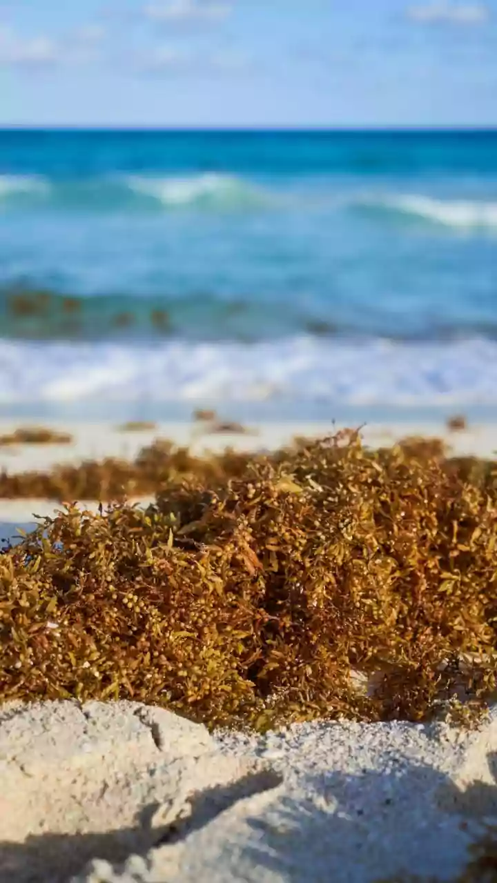 Beach Treasures: The Surprising Legal Risks of Taking Sand, Shells, and More Home