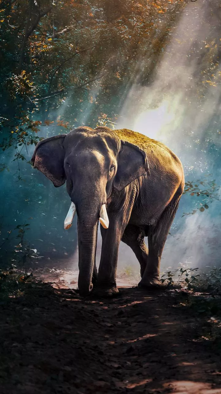 Four of family among six trampled to death by wild elephant in Jharkhand