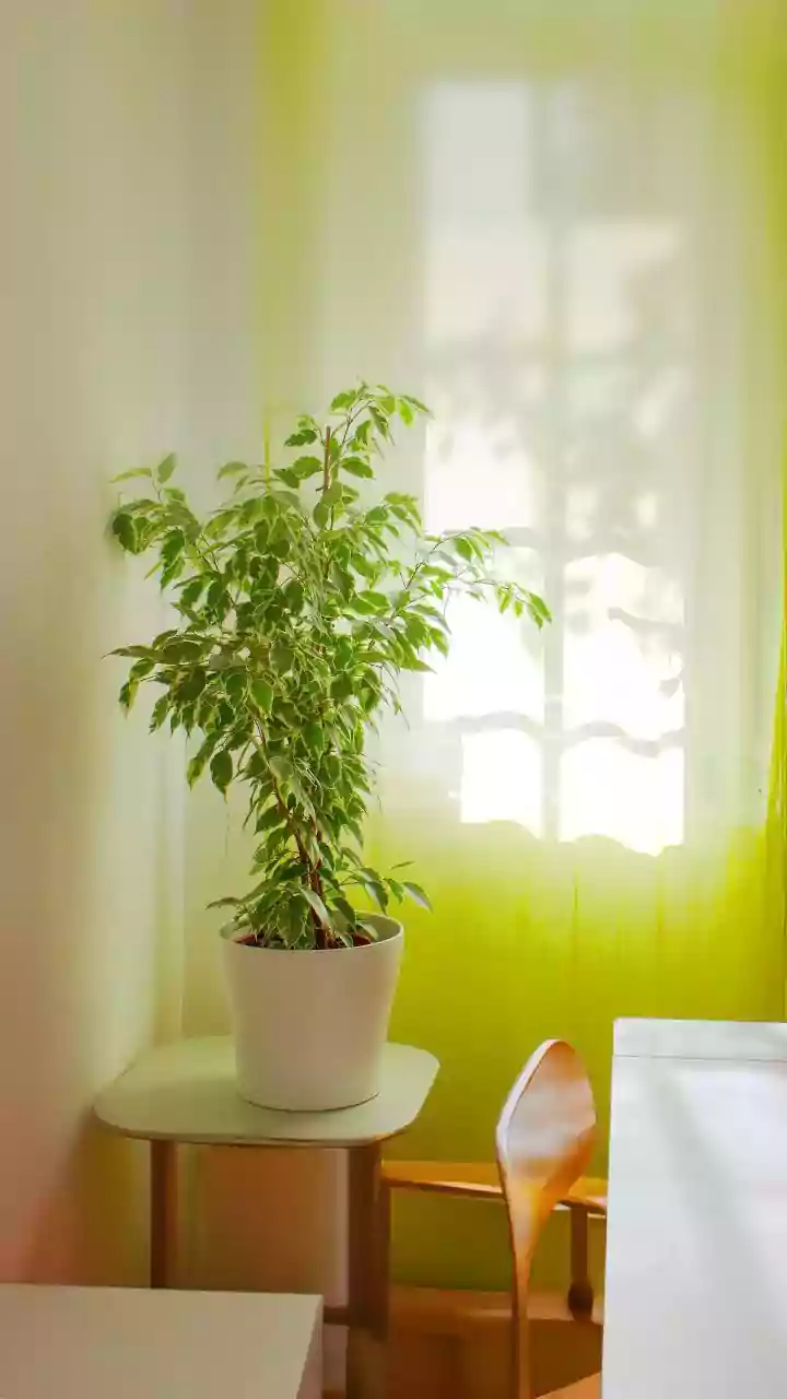 15 Feng Shui Tips for a Harmonious Home in 2026