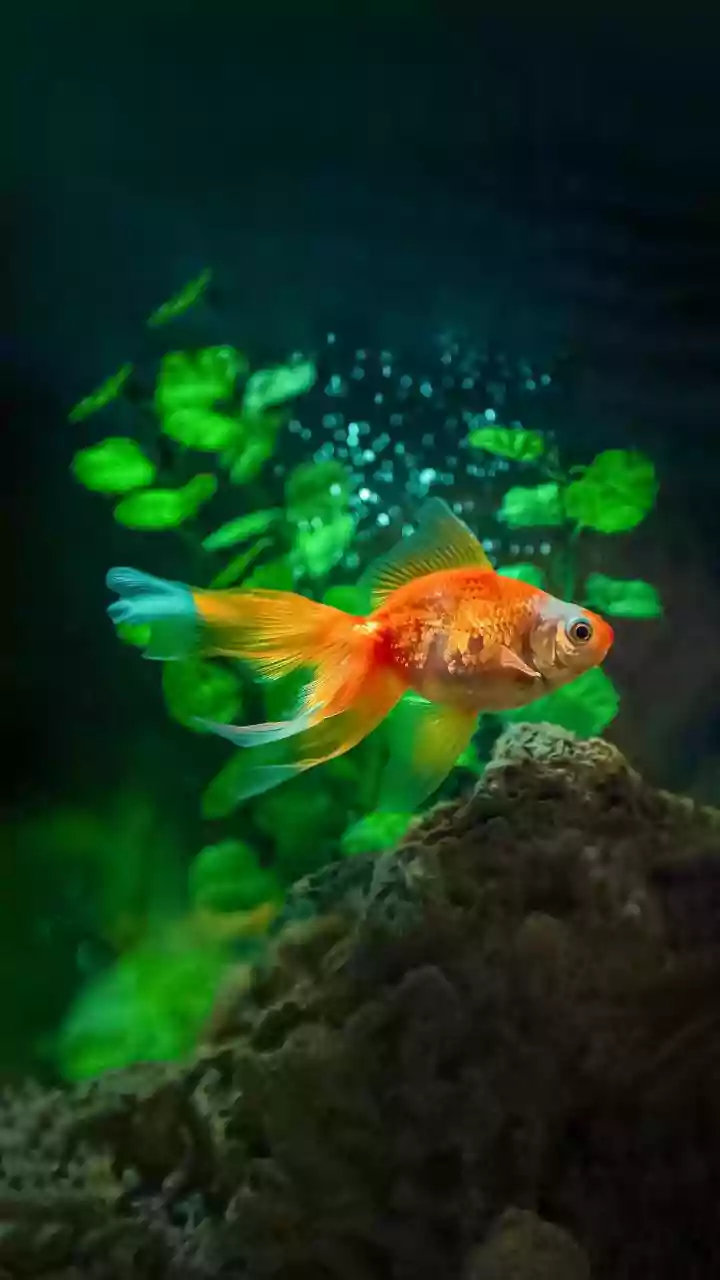 Pisces Horoscope Today, April 17, 2026