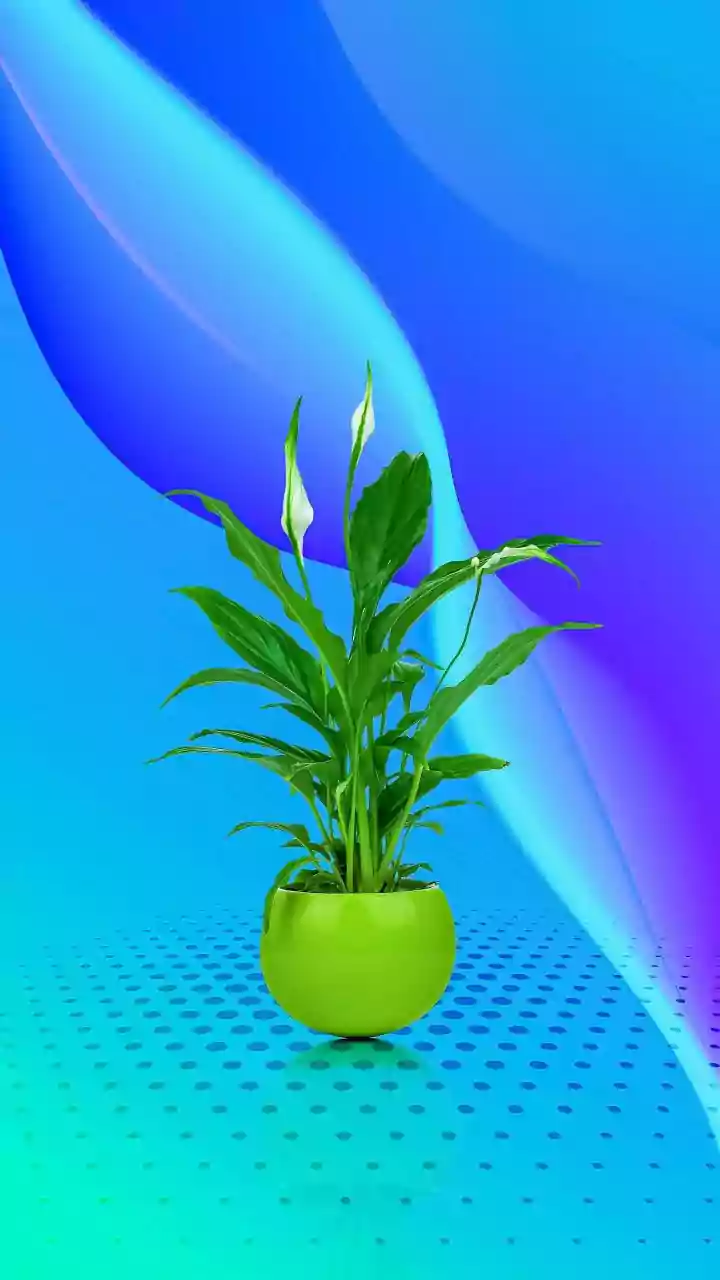 Best low-maintenance plants for bedroom nightstands: Peace Lilies, Snake Plants, and easy air purifiers