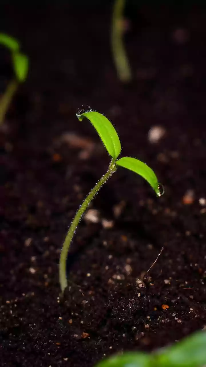 18 Seeds to Kickstart Your Spring Garden: Expert Tips for May Planting