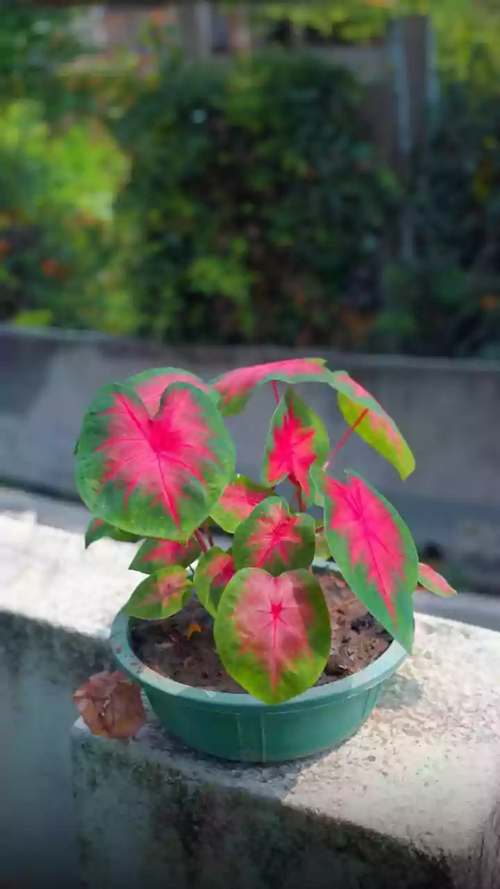 October Gardening: Which Balcony Plants Can Handle Indian Weather?