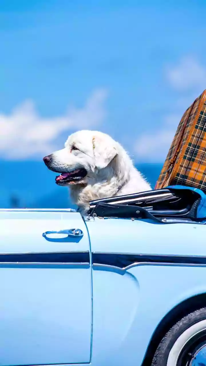 Smart Travel Insurance Hacks For Gen Z Renting Vehicles On Foreign Road Trips