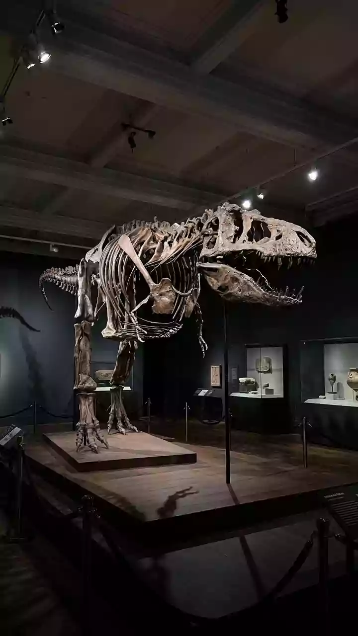 T-Rex Gus bate recorde histórico em leilão de US$ 50,1 milhões