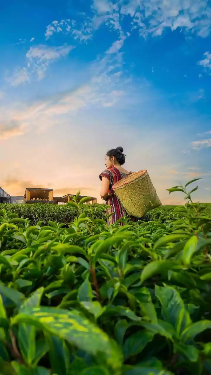 'Congress Ignored Problems Of Farmers': PM Modi Attacks Opposition In Assam