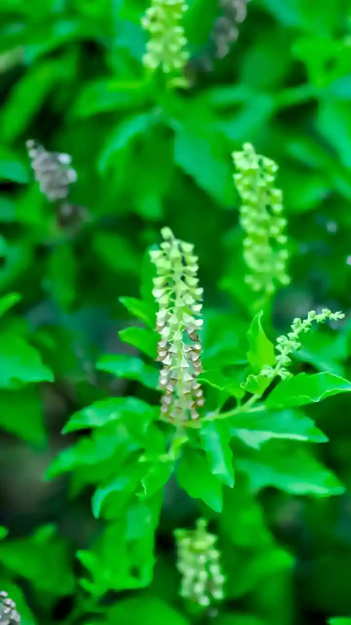 These Herbs Are Better Suited To India's Cloudy Monsoon Days Than You Think