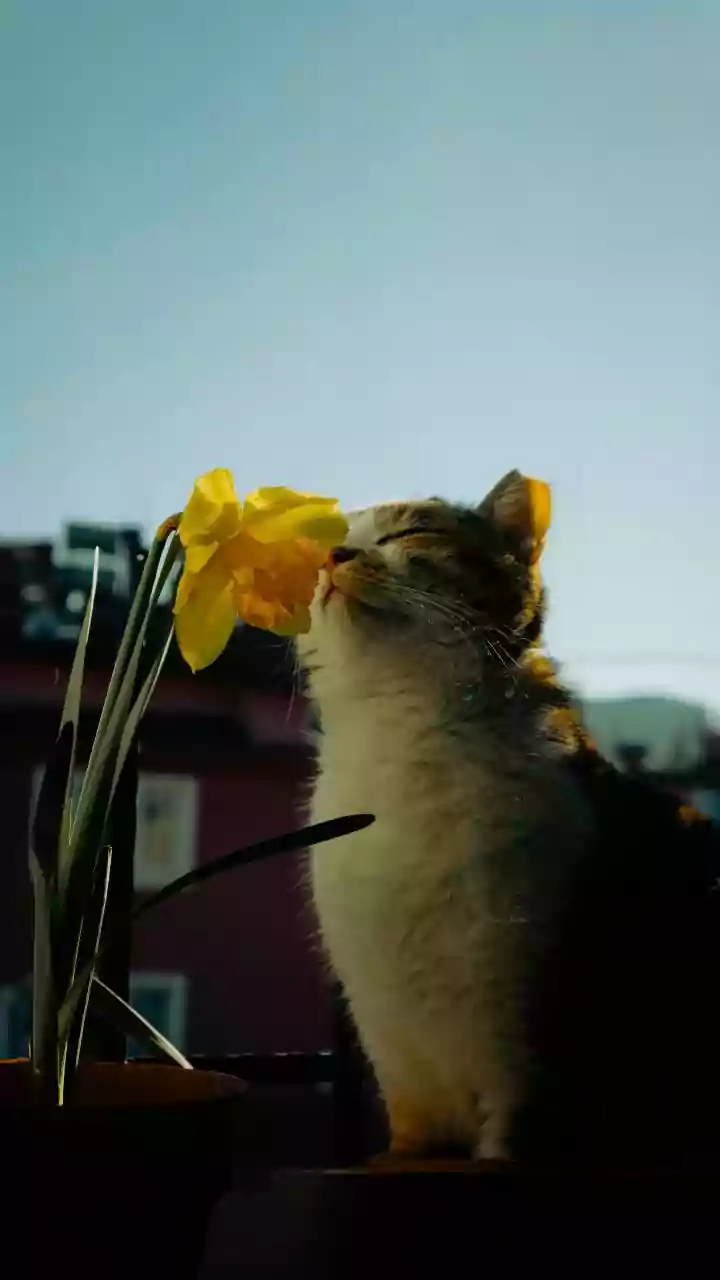 Secure Windows and Balconies before Celebrating International Cat Day