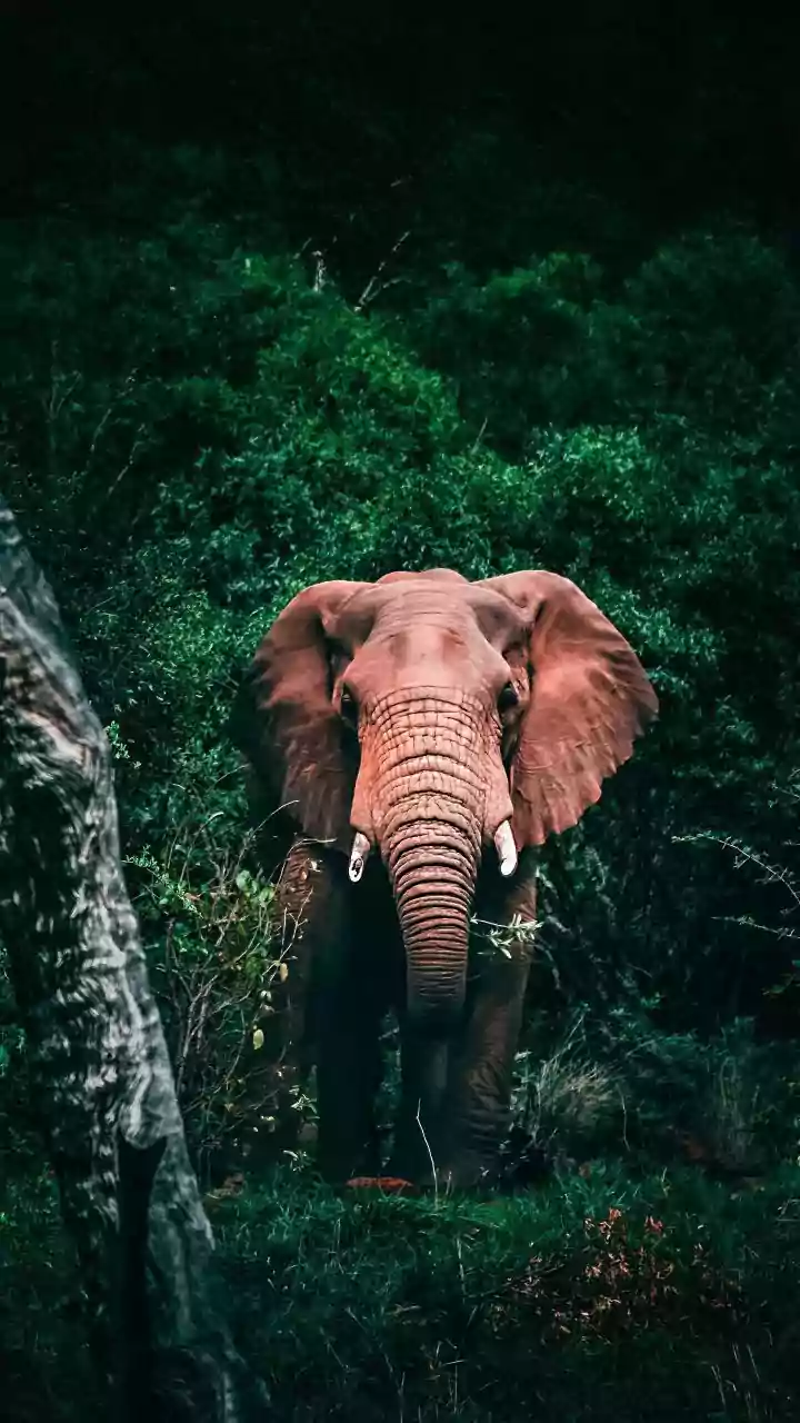 'Elefante na sala': o que significa essa expressão para a psicologia?