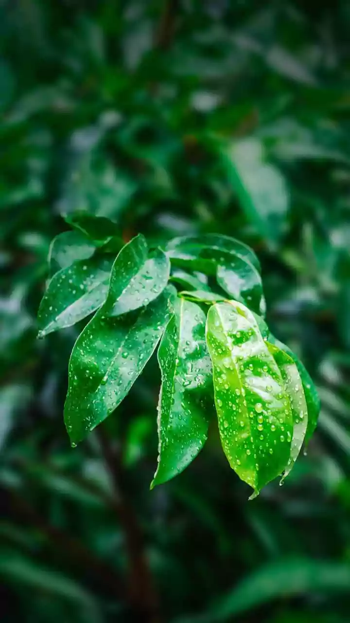 Monsoon Plant Care Tips Every Home Gardener Should Know