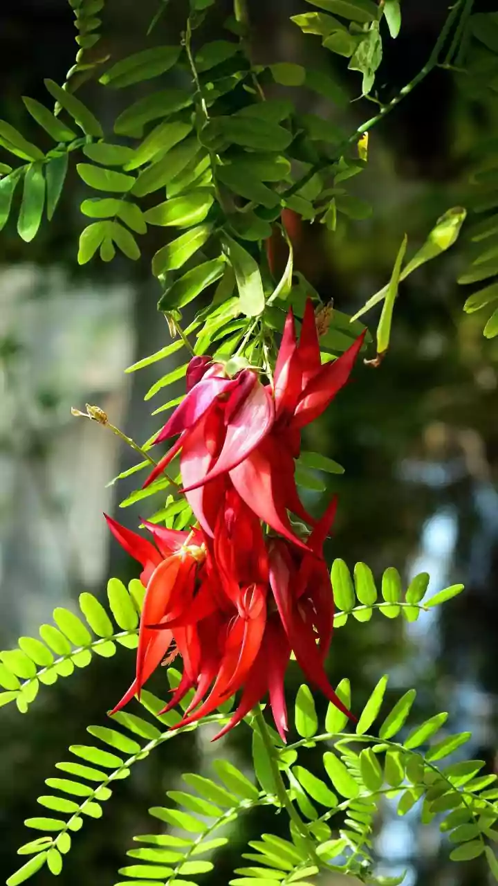 Exotic Origins: 5 Iconic Indian Plants That Actually Came From Abroad