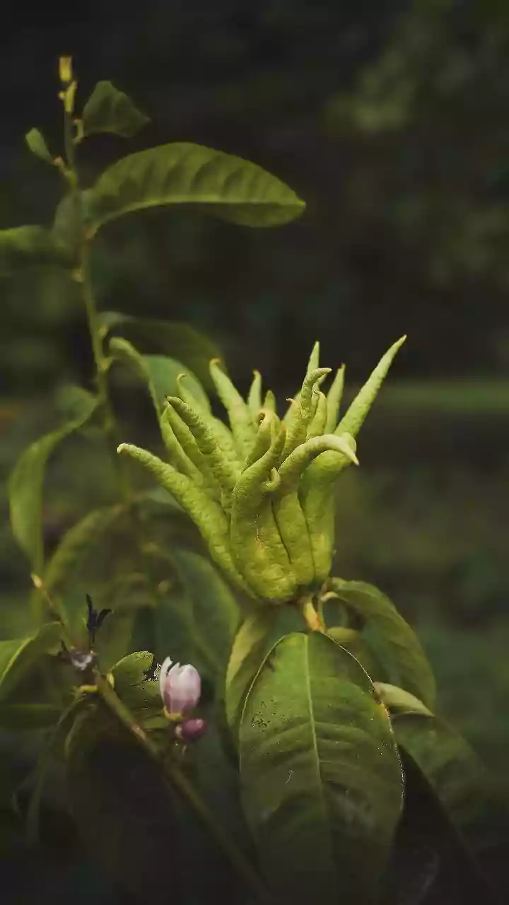 What Is Datura and Why Did Karnataka Suspend Platform Licences