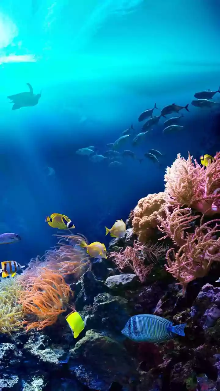 Beyond the Waves: Fascinating Facts About the Pacific Ocean