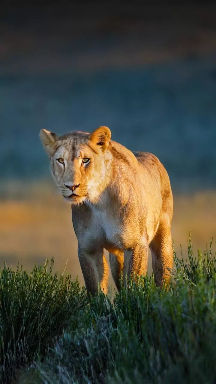 Lioness attacks man in Garajiya village, victim hospitalized, officials search