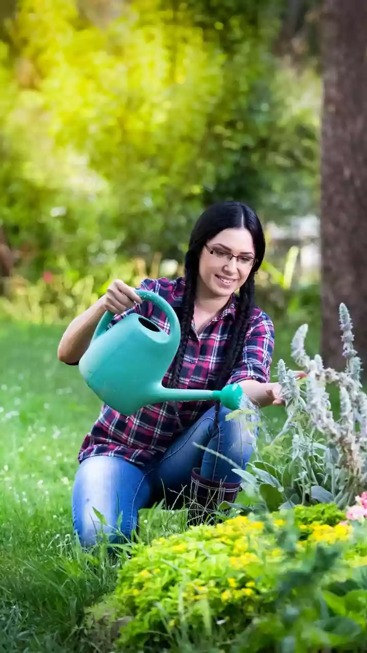 Monsoon Garden Maintenance: Check These Things Before Watering