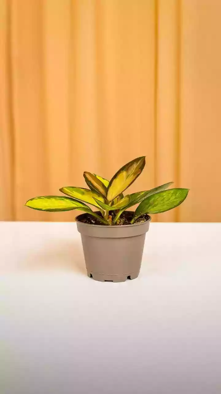 Small Indoor Plants That Stay Beautiful Through Weeks Of Wet Weather