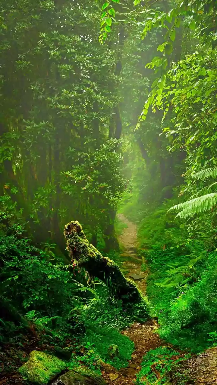 The Seeker and the Mimic: Echoes of Wisdom in Spiritual Journeys