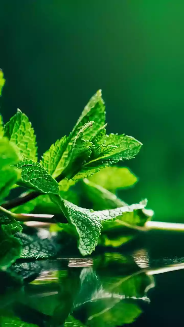 Wild mint: A refreshing herb with many uses