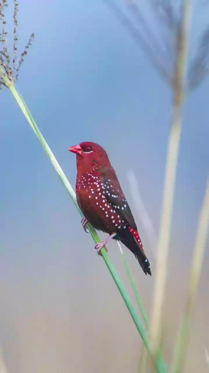 Global Report Calls for Stronger Protection of Migratory Bird Stopovers