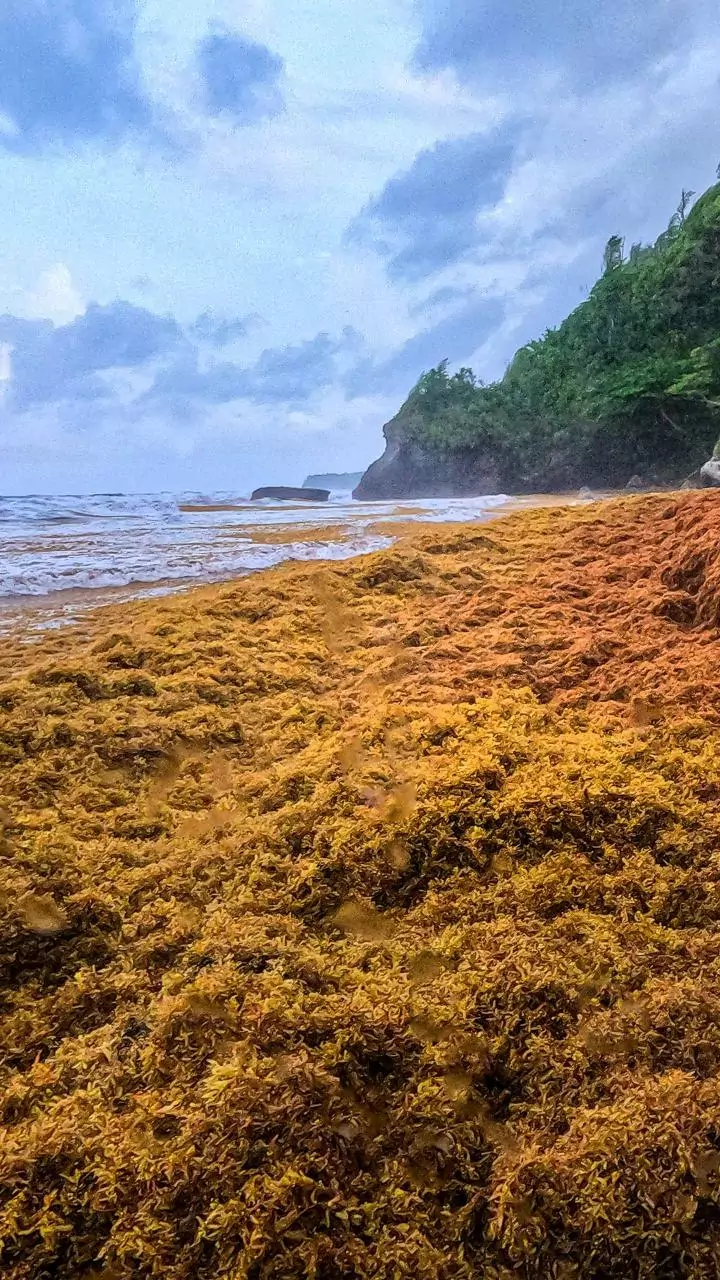 Ocean 'regime shift': Seaweed blooms are taking over