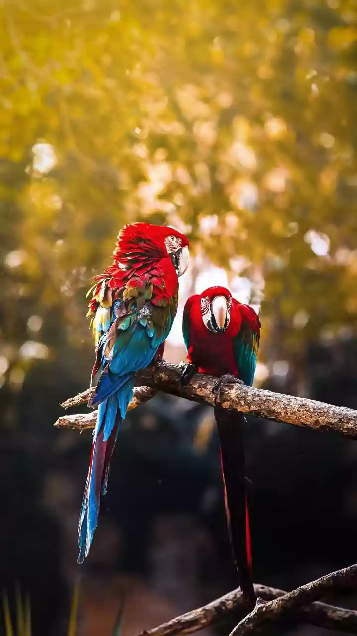 Parrot's Mimicry: The Science Behind Their Speech and the Mystery of Meaning